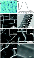 Graphical abstract: Hierarchical photonic structured stimuli-responsive materials as high-performance colorimetric sensors