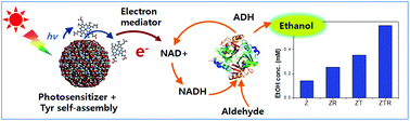 Graphical abstract: An enzyme-coupled artificial photosynthesis system prepared from antenna protein-mimetic tyrosyl bolaamphiphile self-assembly