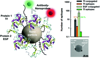 Graphical abstract: Constructing bifunctional nanoparticles for dual targeting: improved grafting and surface recognition assessment of multiple ligand nanoparticles