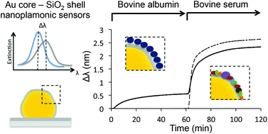 Graphical abstract: Real-time in situ analysis of biocorona formation and evolution on silica nanoparticles in defined and complex biological environments
