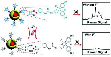 Graphical abstract: A silica-based SERS chip for rapid and ultrasensitive detection of fluoride ions triggered by a cyclic boronate ester cleavage reaction