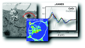 Graphical abstract: Dependence of the Ce(iii)/Ce(iv) ratio on intracellular localization in ceria nanoparticles internalized by human cells