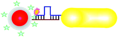 Graphical abstract: Regioselective plasmonic nano-assemblies for bimodal sub-femtomolar dopamine detection