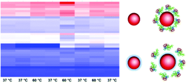 Graphical abstract: Algorithm-driven high-throughput screening of colloidal nanoparticles under simulated physiological and therapeutic conditions