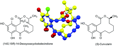 Graphical abstract: A surprising switch in absolute configuration of anti-inflammatory macrolactones