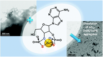Graphical abstract: Nucleoside-2′,3′/3′,5′-bis(thio)phosphate antioxidants are also capable of disassembly of amyloid beta42-Zn(ii)/Cu(ii) aggregates via Zn(ii)/Cu(ii)-chelation