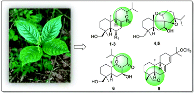 Graphical abstract: ent-Abietane diterpenoids with anti-neuroinflammatory activity from the rare Chloranthaceae plant Chloranthus oldhamii