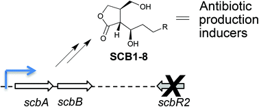 Graphical abstract: Overproduction and identification of butyrolactones SCB1–8 in the antibiotic production superhost Streptomyces M1152