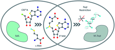 Graphical abstract: Chemoenzymatic synthesis and utilization of a SAM analog with an isomorphic nucleobase