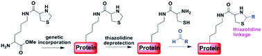 Graphical abstract: Genetic incorporation of 1,2-aminothiol functionality for site-specific protein modification via thiazolidine formation