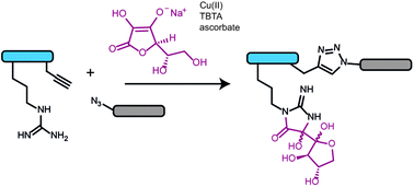 Graphical abstract: Arginine side-chain modification that occurs during copper-catalysed azide–alkyne click reactions resembles an advanced glycation end product