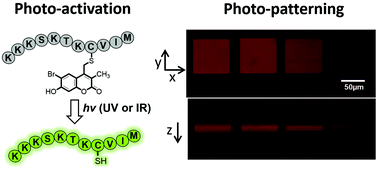 Graphical abstract: 6-Bromo-7-hydroxy-3-methylcoumarin (mBhc) is an efficient multi-photon labile protecting group for thiol caging and three-dimensional chemical patterning