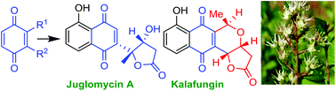 Graphical abstract: Catalytic asymmetric reactions and synthesis of quinones