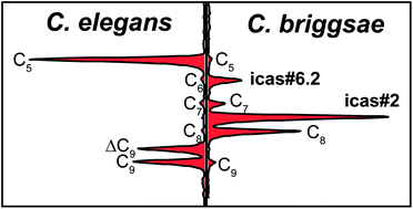 Graphical abstract: Selective MS screening reveals a sex pheromone in Caenorhabditis briggsae and species-specificity in indole ascaroside signalling