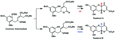 Graphical abstract: Stereoselective construction of 2-vinyl 3-hydroxybenzopyran rings: total syntheses of teadenols A and B