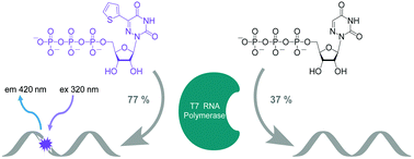 Graphical abstract: Enzymatic incorporation and utilization of an emissive 6-azauridine