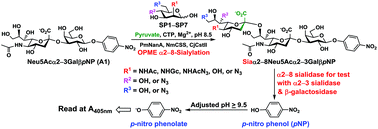 Graphical abstract: Chemoenzymatic synthesis of para-nitrophenol (pNP)-tagged α2–8-sialosides and high-throughput substrate specificity studies of α2–8-sialidases