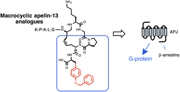 Graphical abstract: Structure–activity relationship of novel macrocyclic biased apelin receptor agonists