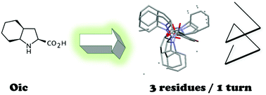 Graphical abstract: Construction of a polyproline structure with hydrophobic exterior using octahydroindole-2-carboxylic acid