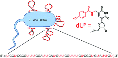 Graphical abstract: Whole cell-SELEX of aptamers with a tyrosine-like side chain against live bacteria