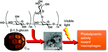 Graphical abstract: Formation of β-(1,3-1,6)-d-glucan-complexed [70]fullerene and its photodynamic activity towards macrophages