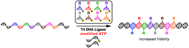 Graphical abstract: Structure–activity relationships of the ATP cofactor in ligase-catalysed oligonucleotide polymerisations