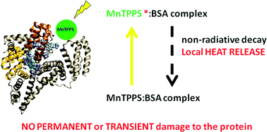 Graphical abstract: In situ ultra-fast heat deposition does not perturb the structure of serum albumin