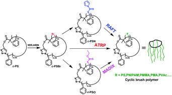 Graphical abstract: Synthesis of diverse cyclic-brush polymers with cyclic polystyrene as a universal template via a grafting-from approach