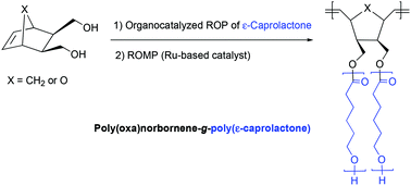 Graphical abstract: Synthesis and characterization of high grafting density bottle-brush poly(oxa)norbornene-g-poly(ε-caprolactone)