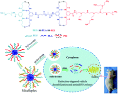 Graphical abstract: Reductive triblock copolymer micelles with a dynamic covalent linkage deliver antimiR-21 for gastric cancer therapy