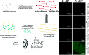 Graphical abstract: Comb-like temperature-responsive polyhydroxyalkanoate-graft-poly(2-dimethylamino-ethylmethacrylate) for controllable protein adsorption