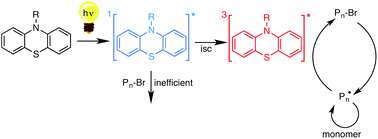 Graphical abstract: The active role of excited states of phenothiazines in photoinduced metal free atom transfer radical polymerization: singlet or triplet excited states?