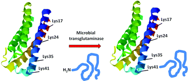 Graphical abstract: Site-selective enzymatic chemistry for polymer conjugation to protein lysine residues: PEGylation of G-CSF at lysine-41