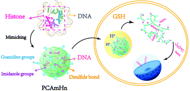 Graphical abstract: Histone-inspired biomimetic polymeric gene vehicles with excellent biocompatibility and enhanced transfection efficacy