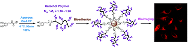 Graphical abstract: Synthesis of well-defined catechol polymers for surface functionalization of magnetic nanoparticles