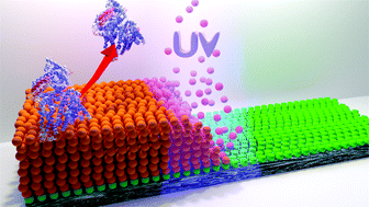 Graphical abstract: Grafting of functional methacrylate polymer brushes by photoinduced SET-LRP