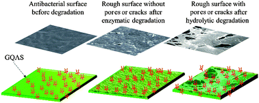 Graphical abstract: Gemini quaternary ammonium salt waterborne biodegradable polyurethanes with antibacterial and biocompatible properties