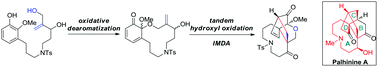 Graphical abstract: Efficient construction of the A/C/D tricyclic skeleton of palhinine A