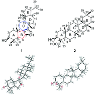 Graphical abstract: A novel spirocyclic triterpenoid and a new taraxerane triterpenoid from Teucrium viscidum
