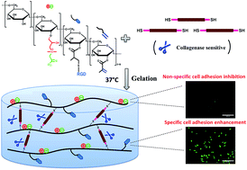 Graphical abstract: Synthesis and characterization of an enzyme-degradable zwitterionic dextran hydrogel