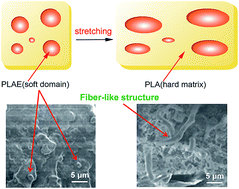 Graphical abstract: Enhanced mechanical properties of PLA/PLAE blends via well-dispersed and compatilized nanostructures in the matrix