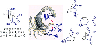 Graphical abstract: Intramolecular functional group differentiation as a strategy for the synthesis of bridged bicyclic β-amino acids