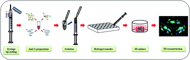 Graphical abstract: Alginate–marine collagen–agarose composite hydrogels as matrices for biomimetic 3D cell spheroid formation