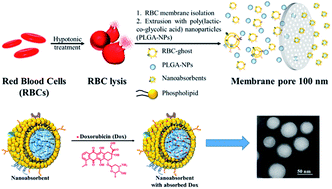 Graphical abstract: Engineered biomimetic nanoabsorbent for cellular detoxification of chemotherapeutics