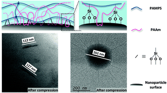 Graphical abstract: Synergistic toughening of nanocomposite double network hydrogels by physical adsorption and chemical bonding of polymer chains to inorganic nanospheres and nanorods: a comparative study