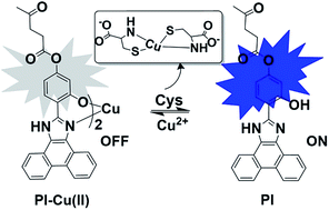 Graphical abstract: Single fluorescent probe for reversibly detecting copper ions and cysteine in a pure water system
