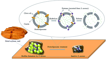 Graphical abstract: Bacterial protease-triggered clove oil release from proteoliposomes against S. aureus biofilms on dried soybean curd