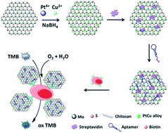 Graphical abstract: Enhanced oxidase/peroxidase-like activities of aptamer conjugated MoS2/PtCu nanocomposites and their biosensing application