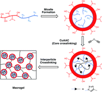 Graphical abstract: Controlled nanogel and macrogel structures from self-assembly of a stimuli-responsive amphiphilic block copolymer