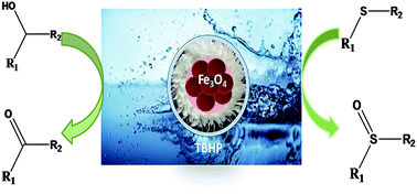Graphical abstract: Magnetically separable chicken feathers: a biopolymer based heterogeneous catalyst for the oxidation of organic substrates